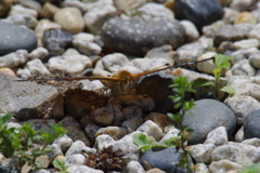 ツマグロヒョウモン　 (2)