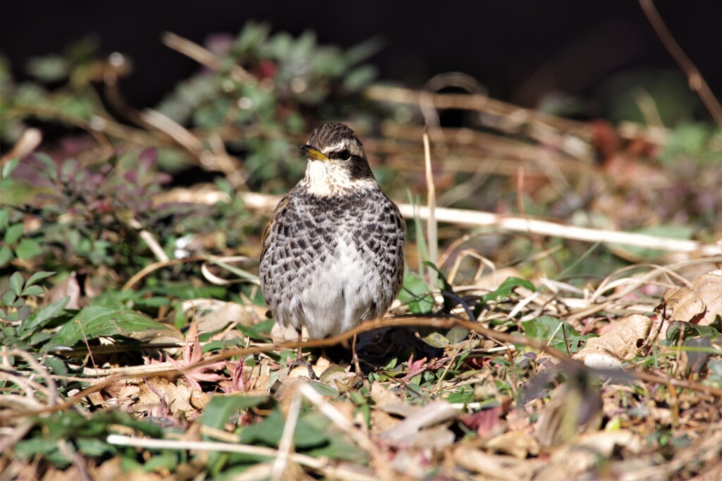 今日の野鳥 (2)