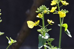 昨日の蝶たち (3)