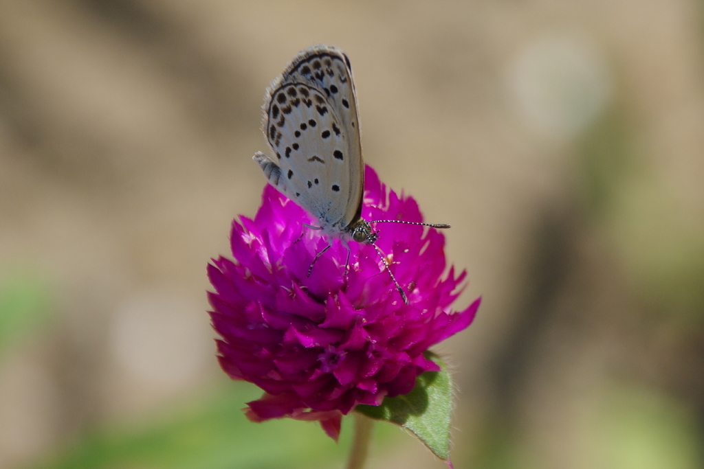 今日のヤマトシジミ