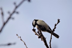 昨日のシジュウカラ (2)