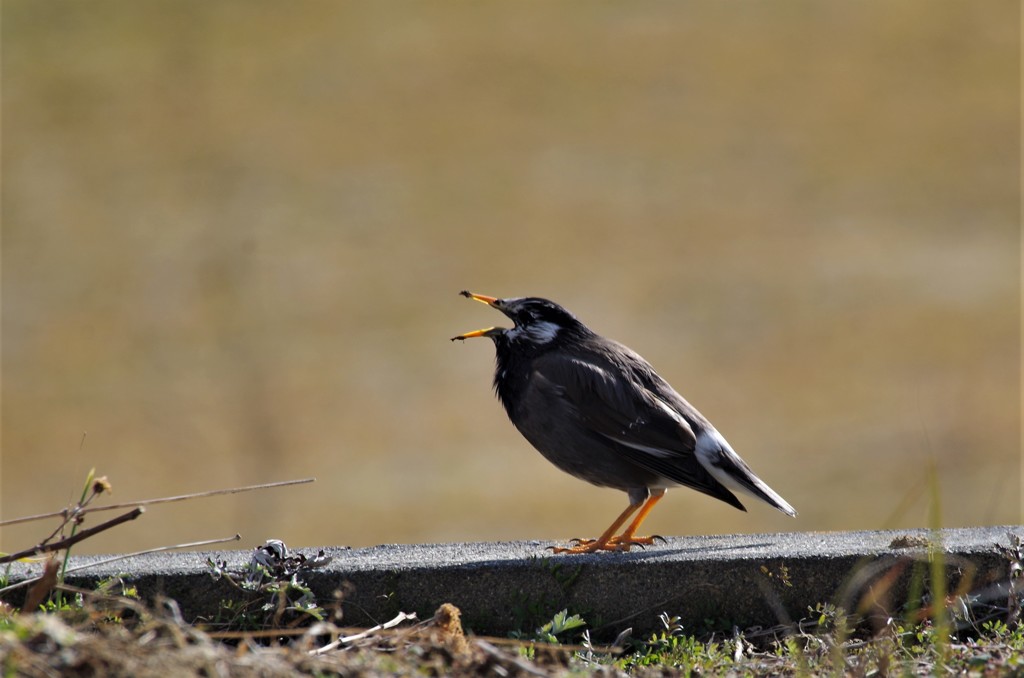 昨日のムクドリ (1)