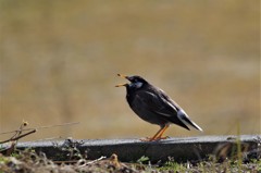 昨日のムクドリ (1)