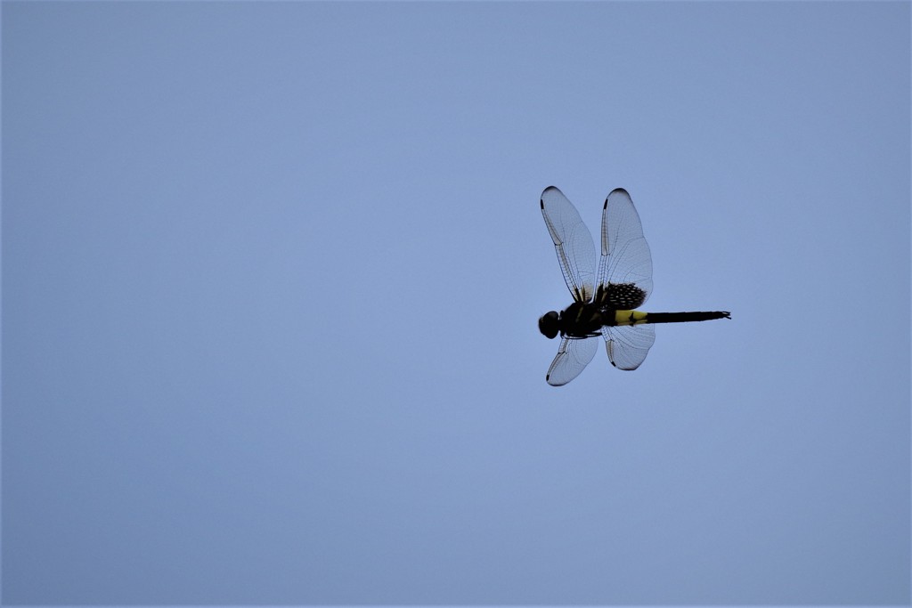 昨日のトンボ (2)