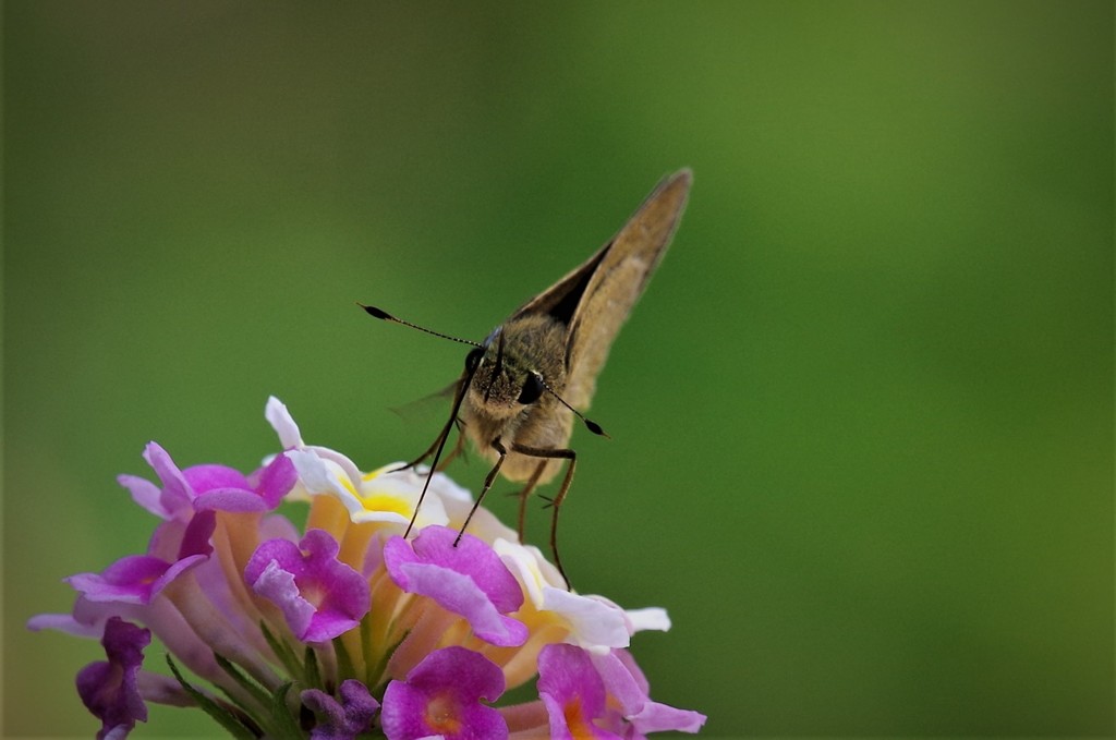 セセリとランタナ