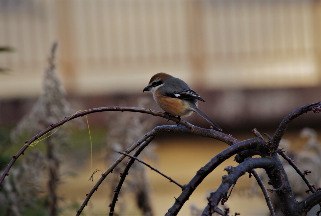 昨日の野鳥 (3)