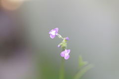 庭先にて