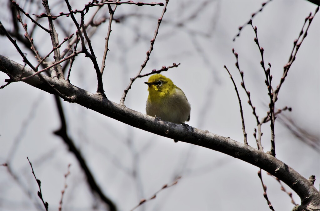 メジロちゃん (2)