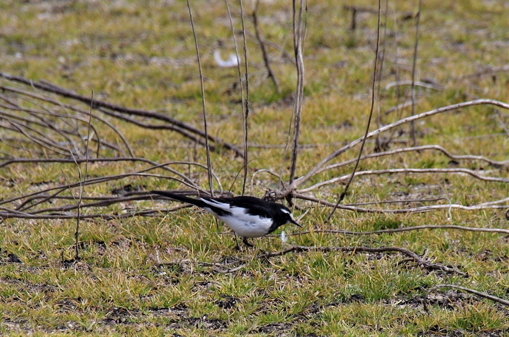 昨日のセキレイ (1)