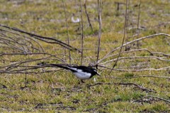 昨日のセキレイ (1)