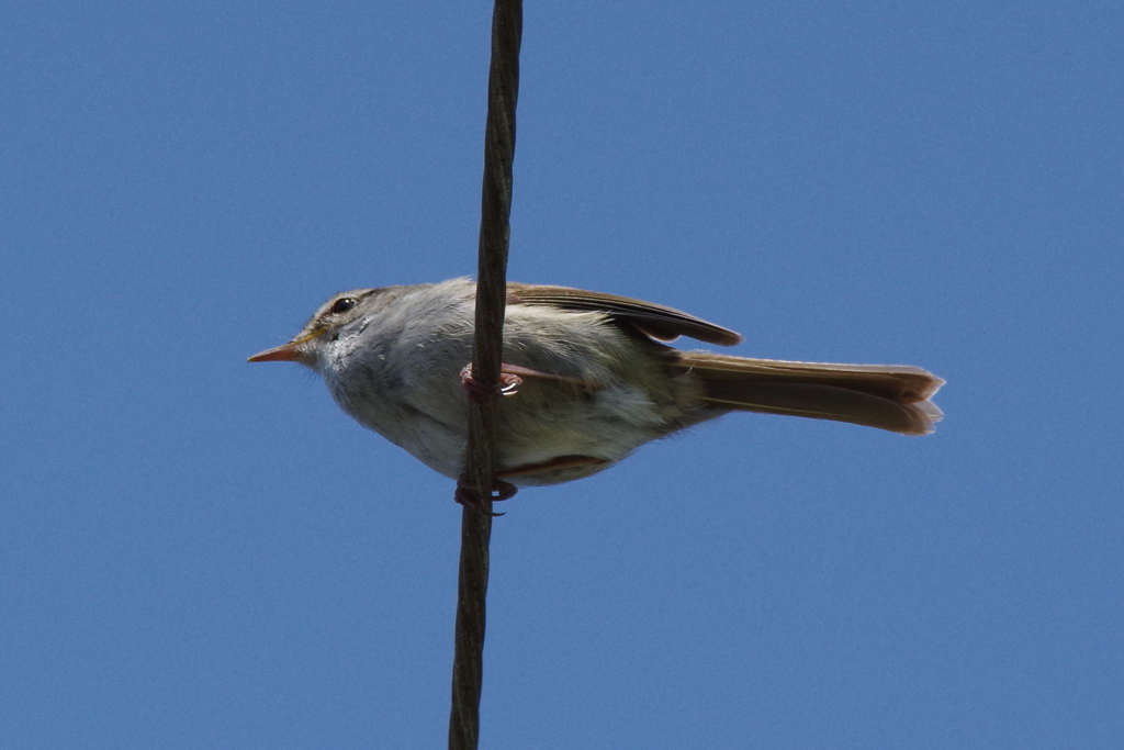 こんなところに・・・ (1)