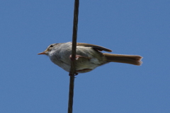 こんなところに・・・ (1)