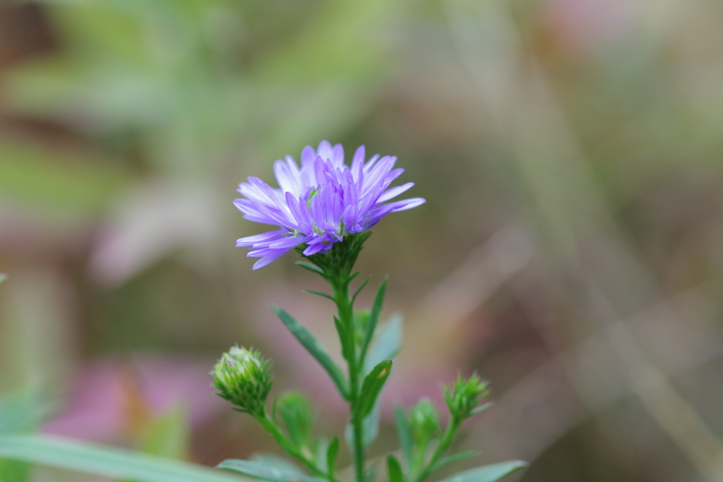 クジャクアスター