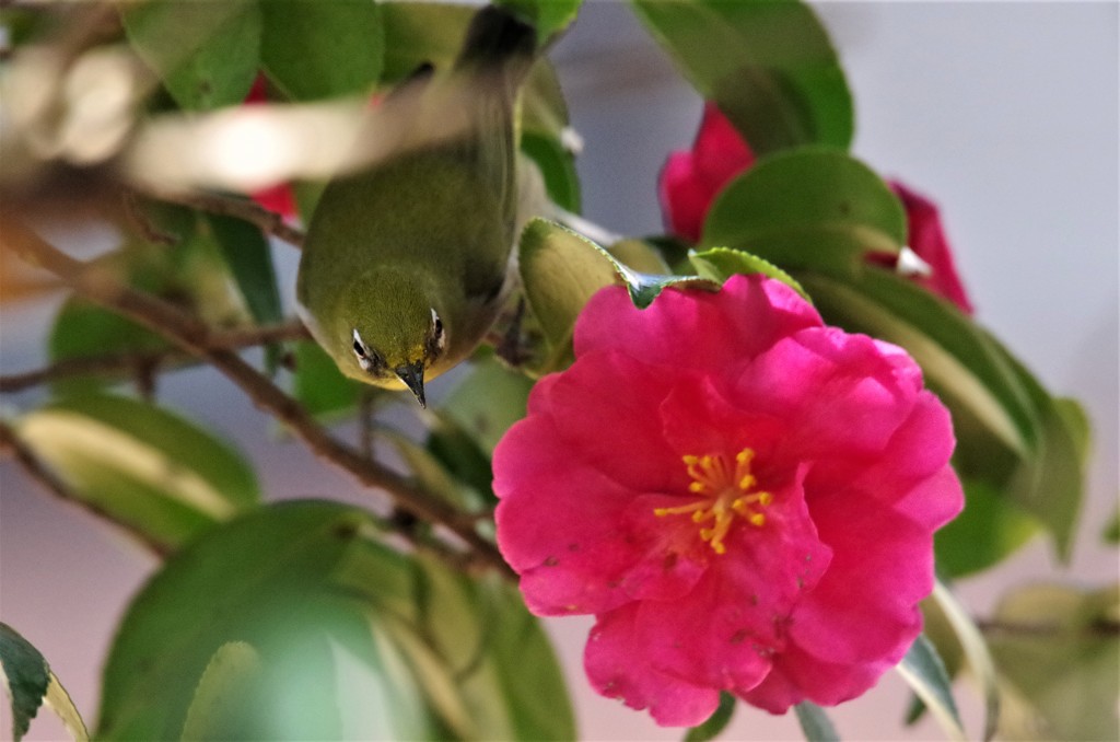 昨日のメジロ (1)