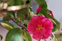 昨日のメジロ (1)