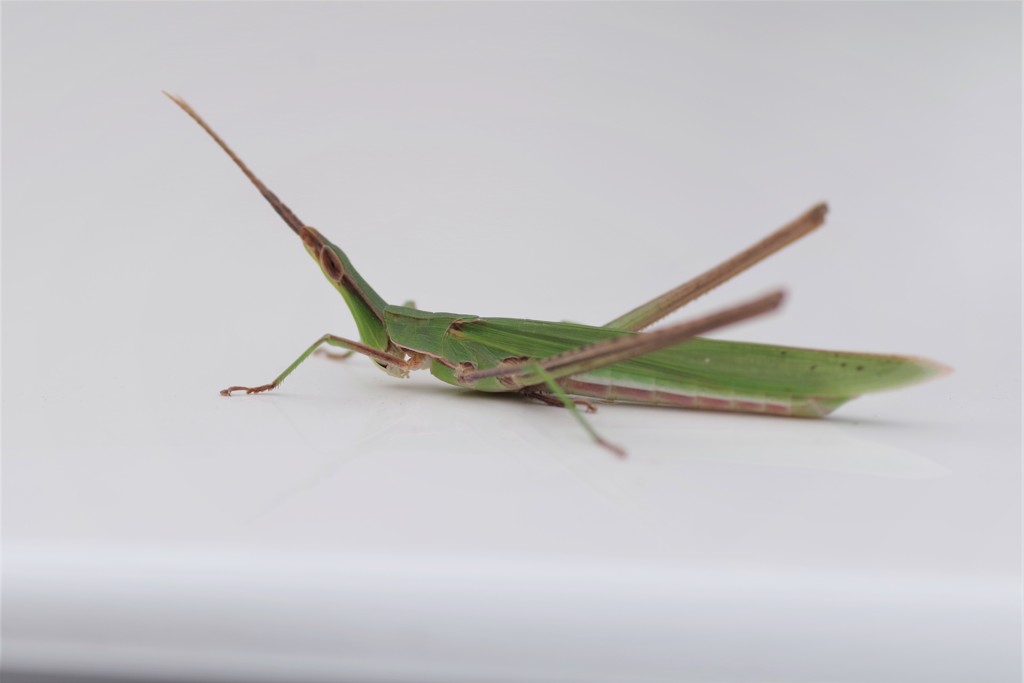 バッタちゃん (2)