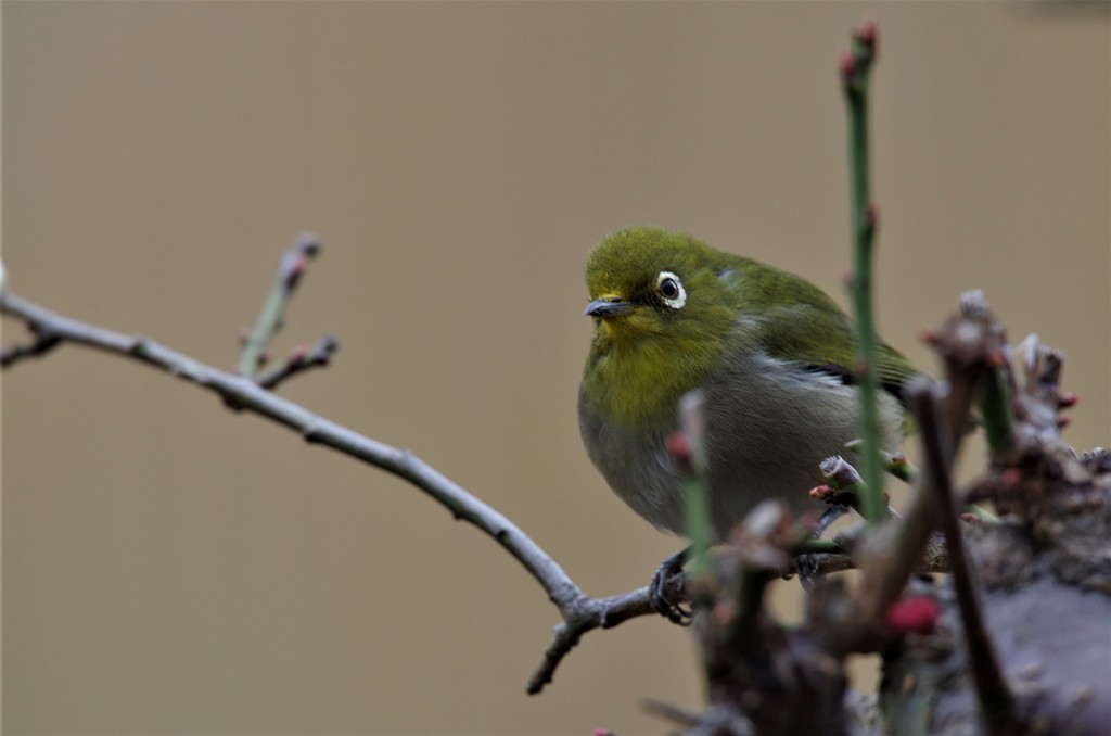 昨日のメジロ (2)