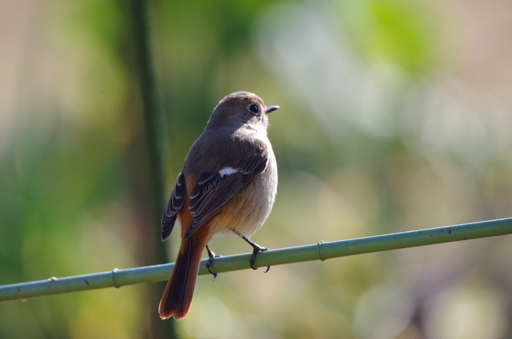 昨日のジョビちゃん (2)