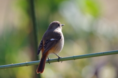 昨日のジョビちゃん (2)