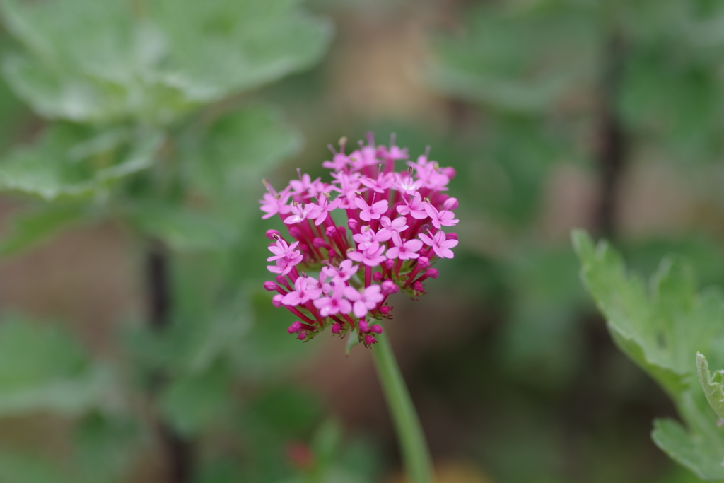 レッドバレリアン