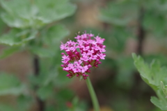 レッドバレリアン