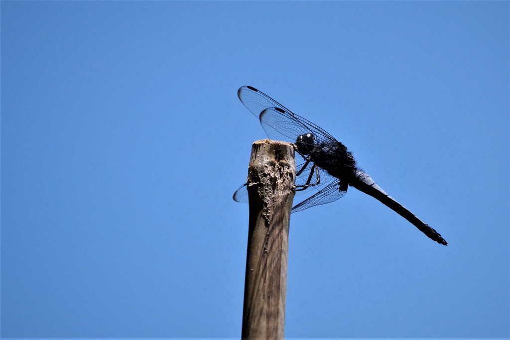 昨日のトンボ (4)