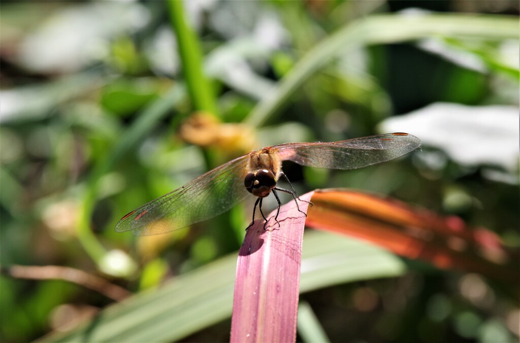 昨日のトンボ (3)
