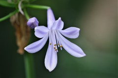 アガパンサス アガパンサス