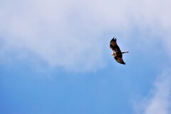 空高く 