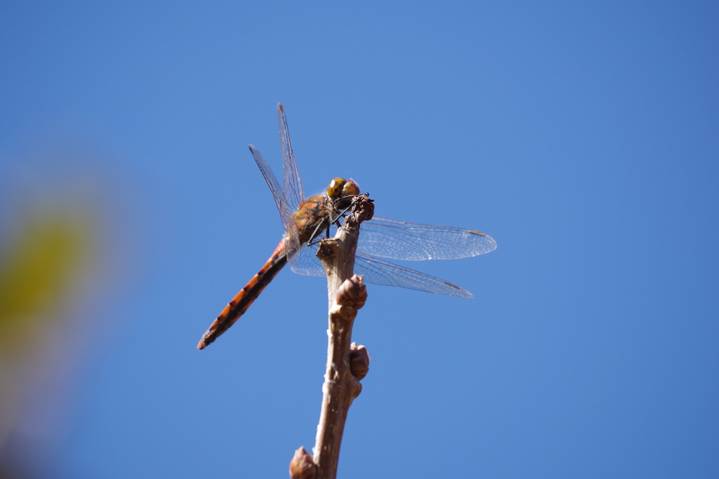 青空と赤トンボ (2)
