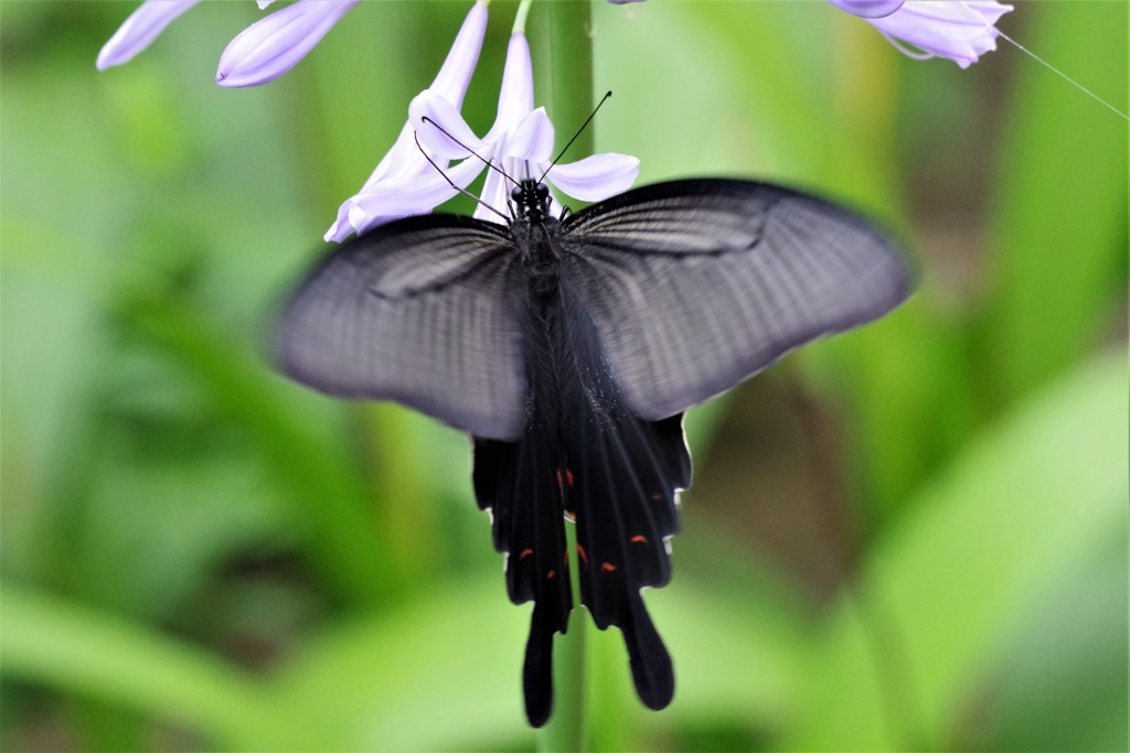 昨日のクロアゲハ (2)