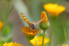 シジミチョウ (1)