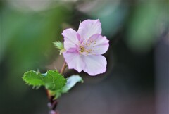 桜咲く (2)
