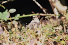 今日の野鳥 (4)