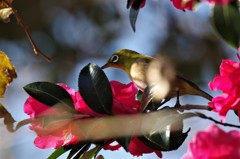 昨日のメジロ (1)