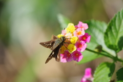 ランタナとセセリ (2)