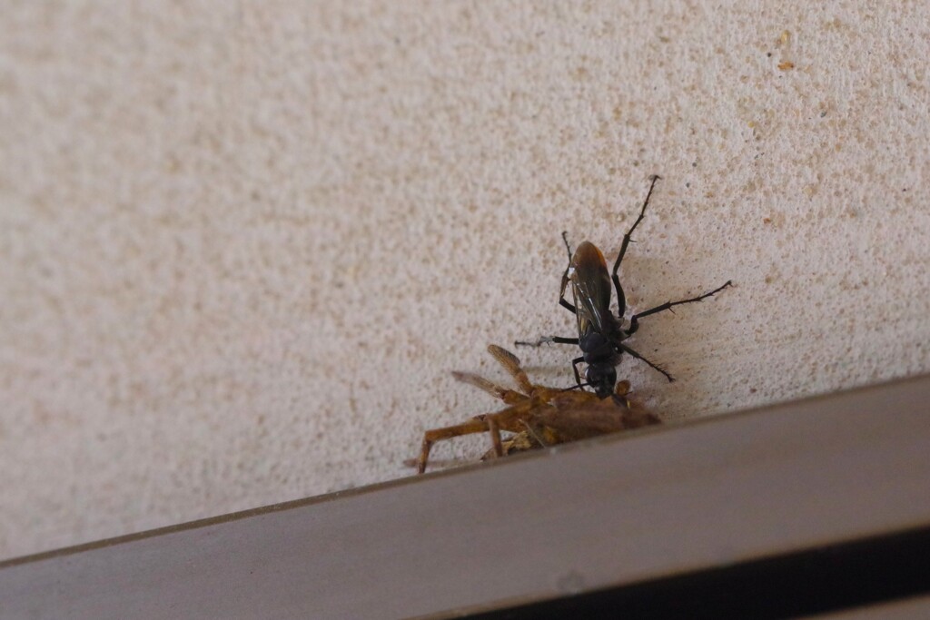 蜂とクモ