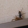 蜂とクモ