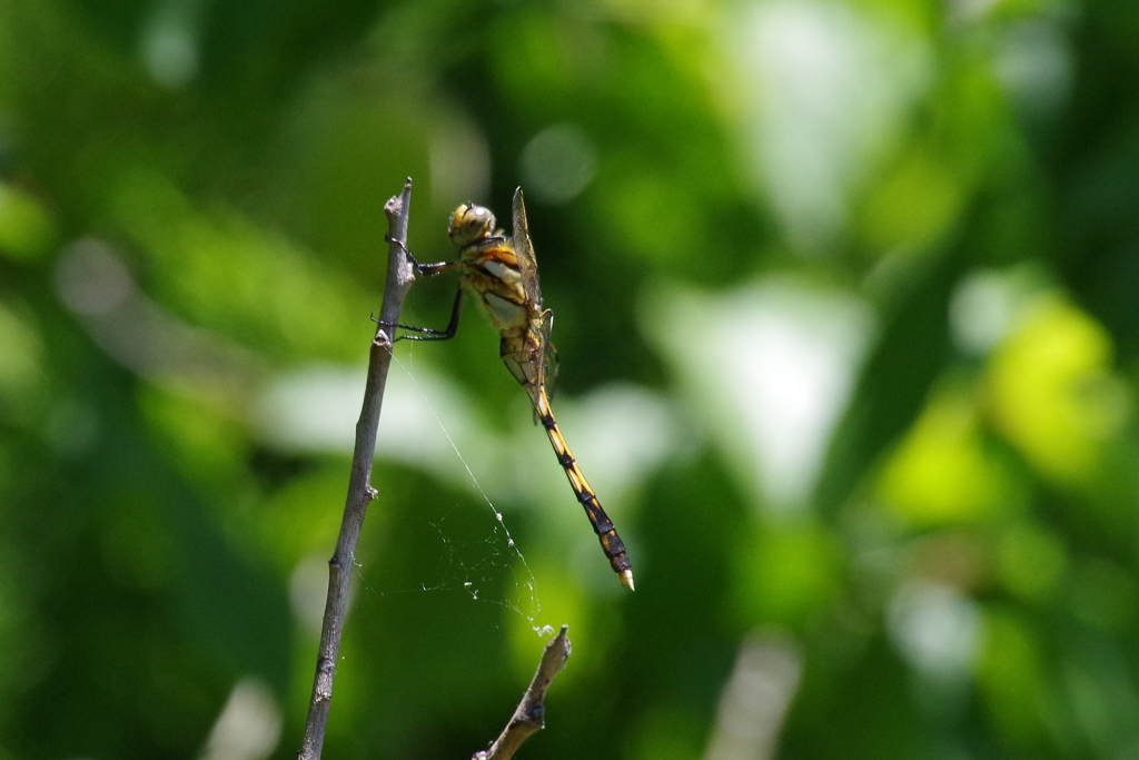 昨日のトンボ (1)