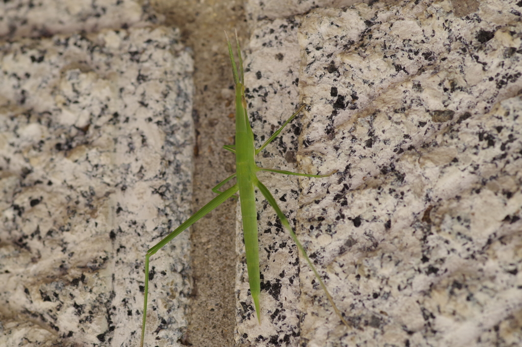 ショウリョウバッタ