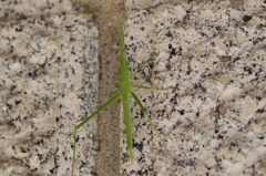 ショウリョウバッタ