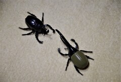 カブトムシ