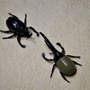 カブトムシ