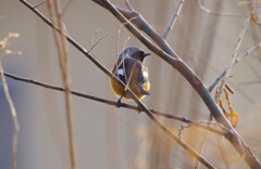 昨日の野鳥 (2)