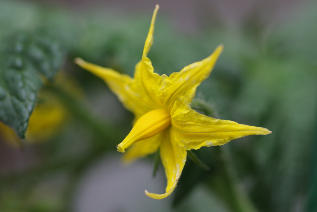 ミニトマトの花
