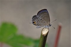 昨日のツバメシジミ