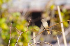 今日の野鳥 (1)