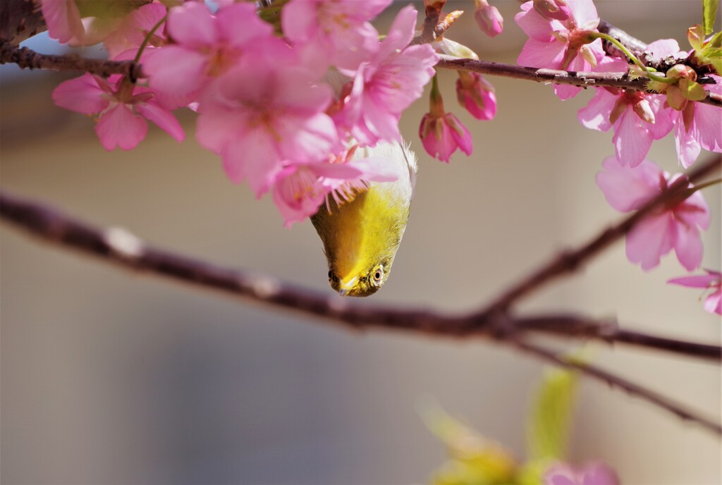 桜とメジロ (5)