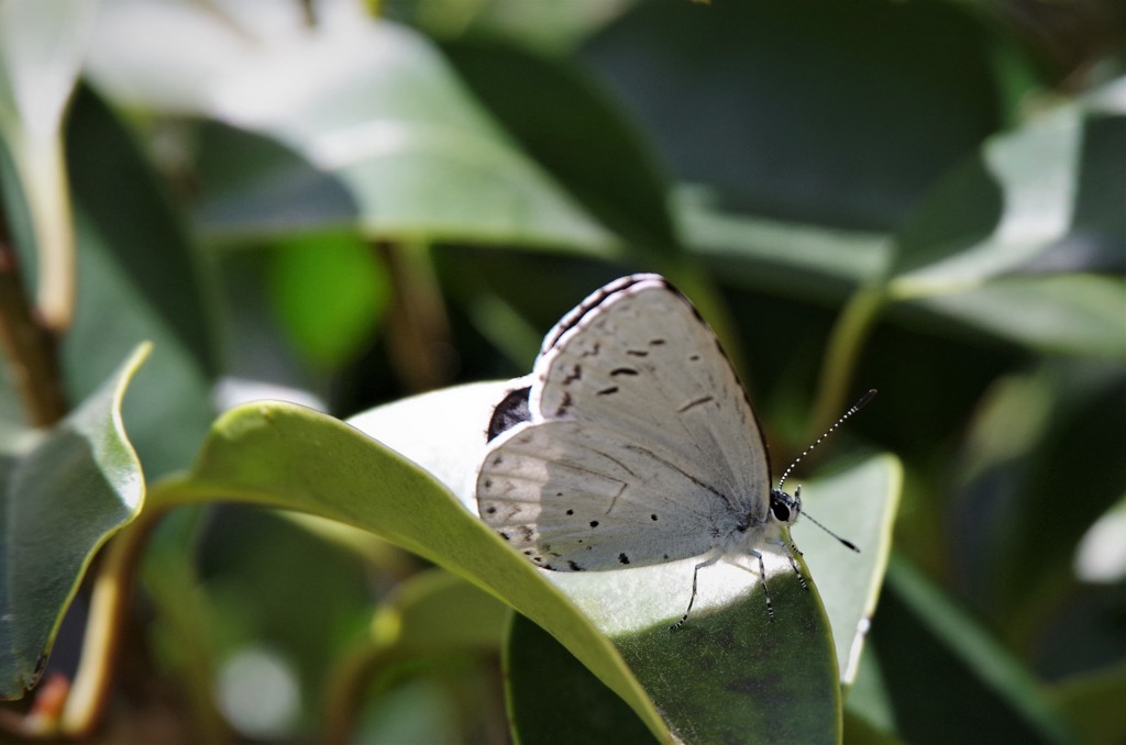昨日の蝶たち (1)