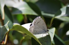 昨日の蝶たち (1)